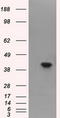 Fumarylacetoacetate Hydrolase Domain Containing 2A antibody, LS-C115043, Lifespan Biosciences, Western Blot image 
