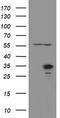 RNA-binding protein with multiple splicing antibody, TA800270, Origene, Western Blot image 