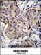 Cerebellin 2 Precursor antibody, 56-068, ProSci, Immunohistochemistry frozen image 