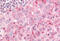 Ubiquitin Specific Peptidase 4 antibody, MBS240150, MyBioSource, Immunohistochemistry frozen image 