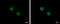 Dynein Axonemal Assembly Factor 4 antibody, GTX118239, GeneTex, Immunocytochemistry image 