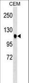 Ataxin 7 antibody, LS-C156685, Lifespan Biosciences, Western Blot image 