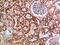 Butyrophilin Subfamily 3 Member A1 antibody, STJ98764, St John