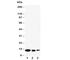 C-X-C Motif Chemokine Ligand 9 antibody, R30501, NSJ Bioreagents, Western Blot image 