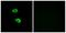 Olfactory Receptor Family 51 Subfamily B Member 5 antibody, PA5-39817, Invitrogen Antibodies, Immunofluorescence image 