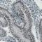 Lysine Demethylase 5B antibody, NBP2-52969, Novus Biologicals, Immunohistochemistry paraffin image 