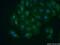 Vesicle-associated membrane protein 4 antibody, 10738-1-AP, Proteintech Group, Immunofluorescence image 