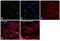 L-lactate dehydrogenase A chain antibody, PA5-27406, Invitrogen Antibodies, Immunofluorescence image 