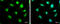 Sp2 Transcription Factor antibody, GTX129030, GeneTex, Immunofluorescence image 