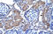 Paired Box 7 antibody, ARP32393_P050, Aviva Systems Biology, Immunohistochemistry paraffin image 