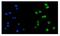 Histone acetyltransferase type B catalytic subunit antibody, A03596-2, Boster Biological Technology, Immunofluorescence image 