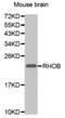 Ras Homolog Family Member B antibody, abx000746, Abbexa, Western Blot image 