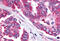 Cell Division Cycle 7 antibody, MBS247496, MyBioSource, Immunohistochemistry frozen image 