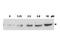 Checkpoint Kinase 2 antibody, TA319237, Origene, Western Blot image 