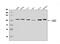 LIG3 antibody, A02741-2, Boster Biological Technology, Western Blot image 