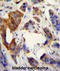 Ubiquitin Family Domain Containing 1 antibody, AP54446PU-N, Origene, Immunohistochemistry frozen image 