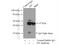 Fumarate hydratase, mitochondrial antibody, 10966-1-AP, Proteintech Group, Immunoprecipitation image 
