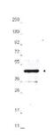 HA tag antibody, NBP1-70006, Novus Biologicals, Western Blot image 