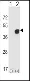 Phosphoglycerate Kinase 1 antibody, PA5-13863, Invitrogen Antibodies, Western Blot image 