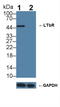 Lymphotoxin Beta Receptor antibody, LS-C295220, Lifespan Biosciences, Western Blot image 