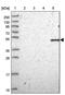 Serine Incorporator 3 antibody, PA5-61654, Invitrogen Antibodies, Western Blot image 