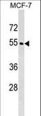 WD Repeat Domain 20 antibody, LS-C157363, Lifespan Biosciences, Western Blot image 