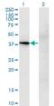 Cellular Communication Network Factor 3 antibody, H00004856-M02, Novus Biologicals, Western Blot image 