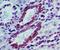 TRAF3 Interacting Protein 2 antibody, NB100-56740, Novus Biologicals, Immunohistochemistry frozen image 