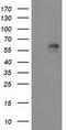 Adenylate Kinase 5 antibody, CF501651, Origene, Western Blot image 