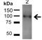 UV Radiation Resistance Associated antibody, 23013, QED Bioscience, Western Blot image 