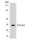 Vomeronasal 1 Receptor 4 antibody, LS-C200816, Lifespan Biosciences, Western Blot image 