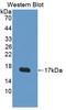 Vascular Endothelial Growth Factor B antibody, LS-C720754, Lifespan Biosciences, Western Blot image 