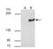 SET Domain Bifurcated Histone Lysine Methyltransferase 1 antibody, NBP2-20321, Novus Biologicals, Immunoprecipitation image 