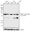 SPARC antibody, 710030, Invitrogen Antibodies, Western Blot image 