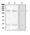 Thrombospondin 1 antibody, A00667-1, Boster Biological Technology, Western Blot image 