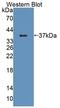 Trafficking Protein Particle Complex 10 antibody, LS-C374659, Lifespan Biosciences, Western Blot image 