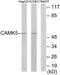 CaM Kinase Like Vesicle Associated antibody, A30525, Boster Biological Technology, Western Blot image 