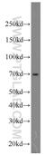 Rho Related BTB Domain Containing 3 antibody, 19014-1-AP, Proteintech Group, Western Blot image 