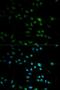 Granzyme H antibody, orb325032, Biorbyt, Immunofluorescence image 
