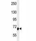 ALK4 antibody, F40238-0.4ML, NSJ Bioreagents, Western Blot image 