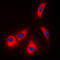 Adenosine Kinase antibody, LS-C353876, Lifespan Biosciences, Immunofluorescence image 