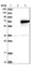 Kelch Like Family Member 25 antibody, HPA023450, Atlas Antibodies, Western Blot image 