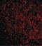 Transmembrane P24 Trafficking Protein 10 antibody, LS-B603, Lifespan Biosciences, Immunofluorescence image 