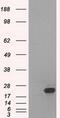 SSX Family Member 2B antibody, GTX83554, GeneTex, Western Blot image 