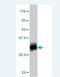 ATP Synthase Membrane Subunit C Locus 2 antibody, H00000516-M01, Novus Biologicals, Western Blot image 