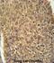 Autophagy Related 13 antibody, abx034573, Abbexa, Immunohistochemistry frozen image 