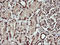 Protein Tyrosine Kinase 2 antibody, LS-C174723, Lifespan Biosciences, Immunohistochemistry frozen image 