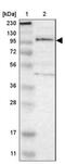 Teashirt Zinc Finger Homeobox 1 antibody, NBP1-87377, Novus Biologicals, Western Blot image 