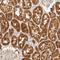 Integrator Complex Subunit 11 antibody, NBP1-85474, Novus Biologicals, Immunohistochemistry frozen image 