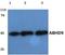 Epoxide Hydrolase 3 antibody, PA5-36418, Invitrogen Antibodies, Western Blot image 